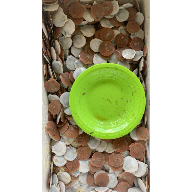 

Kerang Simping Fresh Frozen - 1kg