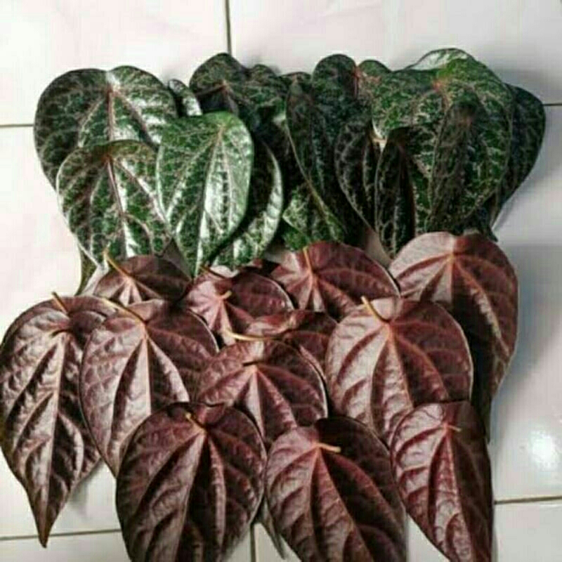 

daun sirih merah barang berkualitas per 10 lembar
