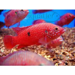 Hiasan Akuarium Red Jewel / Ikan Red Jewel