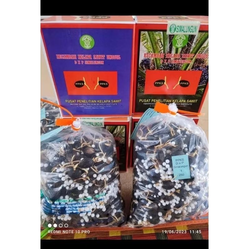 bibit kecambah SIMALUNGUN unggul