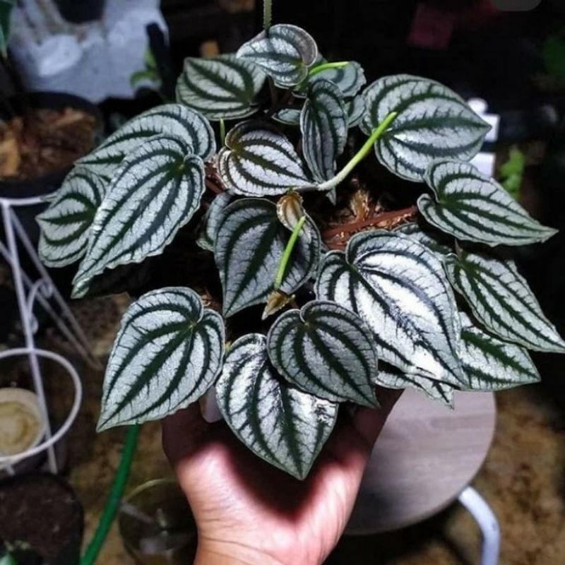 Tanaman Peperomia Semangka Silver / Peperomia Watermelon Silver / Peperomia Argyreia / Peperomia Wat