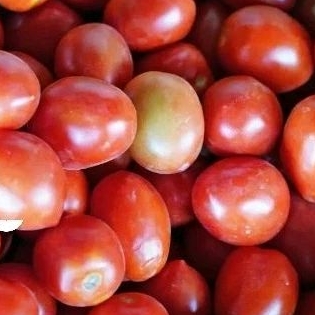 

Tomat Merah