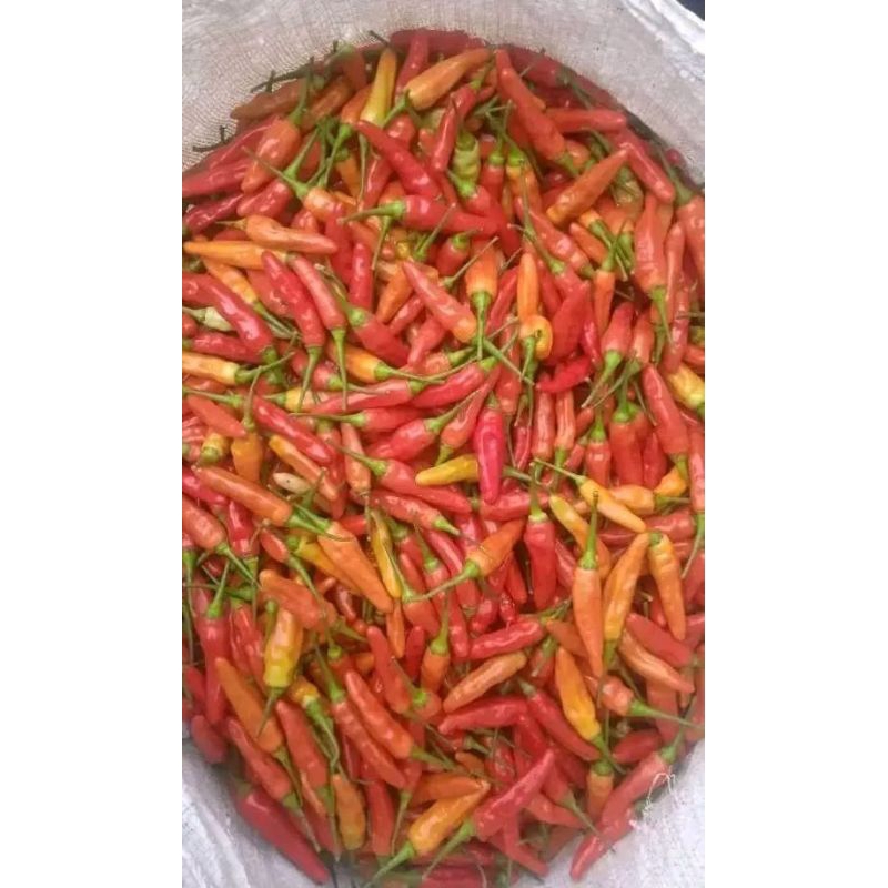 

CABE RAWIT MERAH 1KG