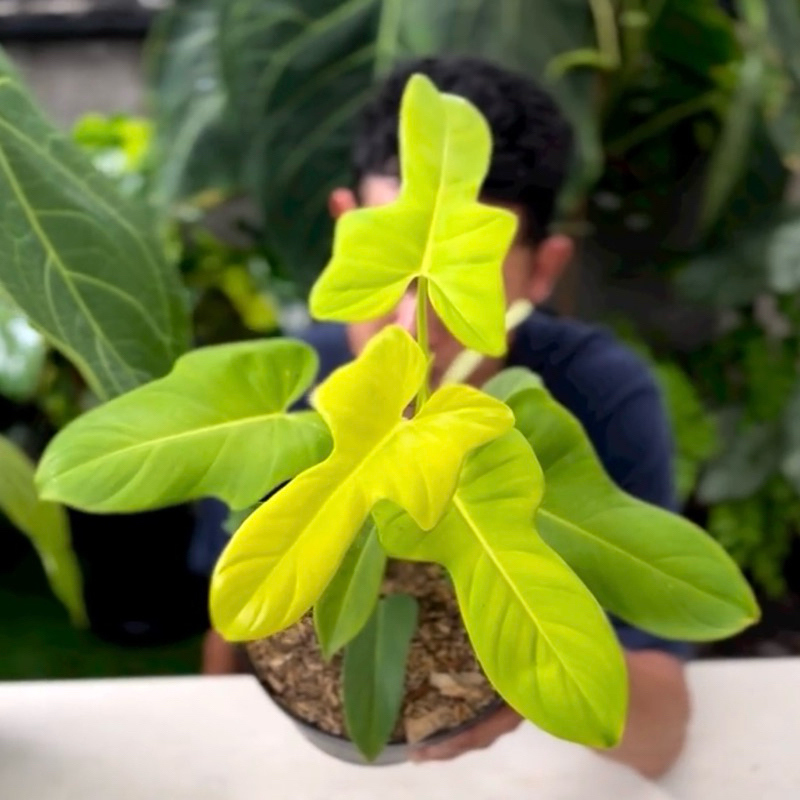 Tanaman hias philodendron violin - Violin golden - Violin silver