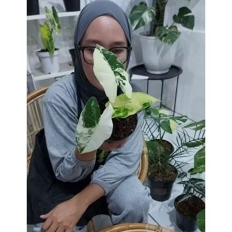 pisang variegata dan alocasia frydek varigata