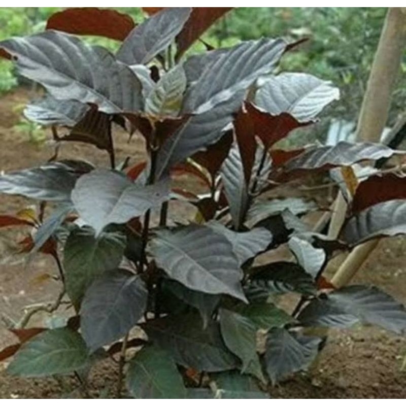 

Daun Ungu Untuk Ambien 500 gram Isi 200 LEMBAR / Daun Ungu Untuk wasir / Daun Ungu Obat Ambeien / Daun Ungu Obat Wasir / Daun Ungu Handeleum