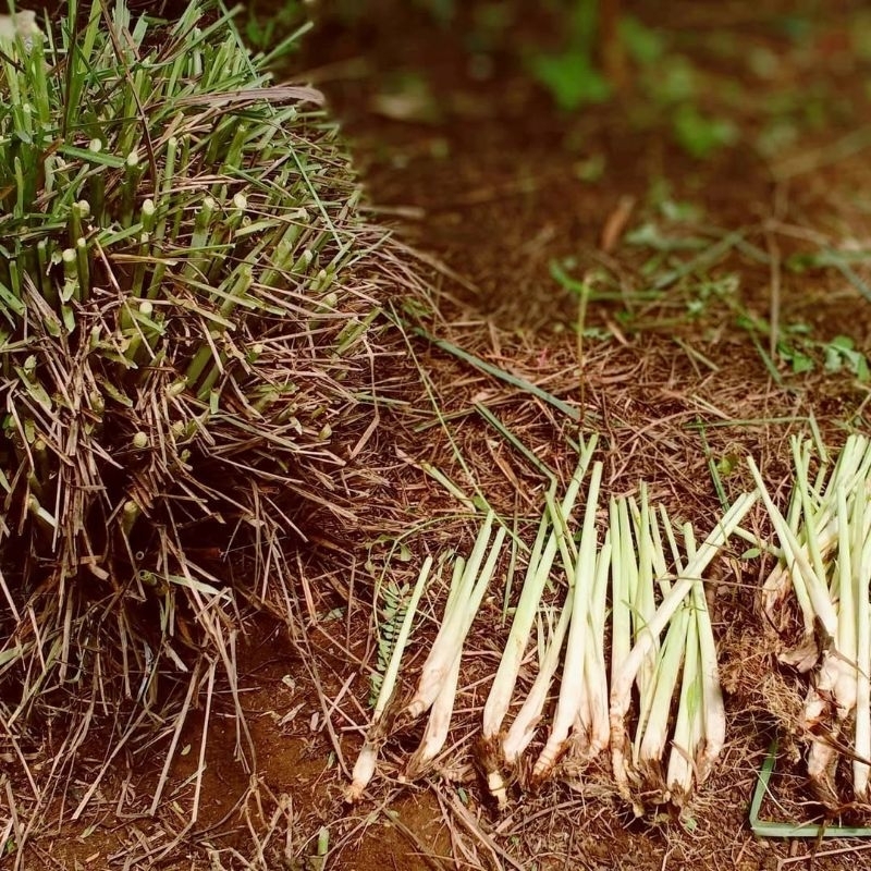 

Sereh Segar Berat 100 Gram