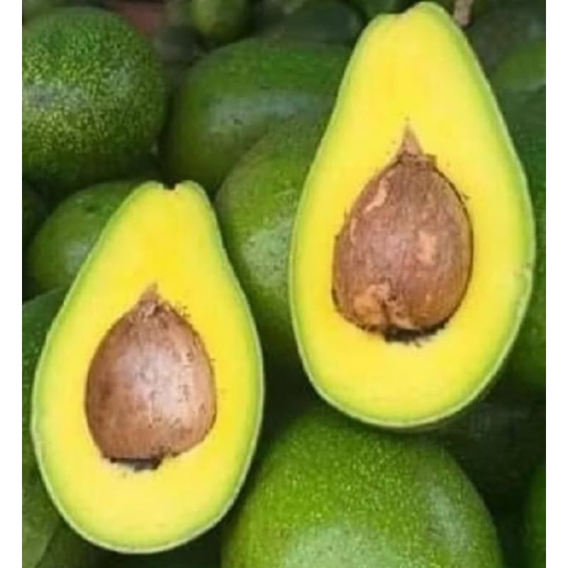 

alpukat mentega tua kuning mentah super presh.1 kg buah alpukat