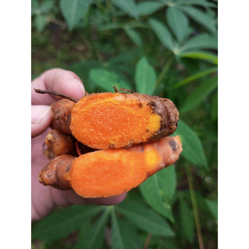 

kunyit kuning segar fres alami 1 kg