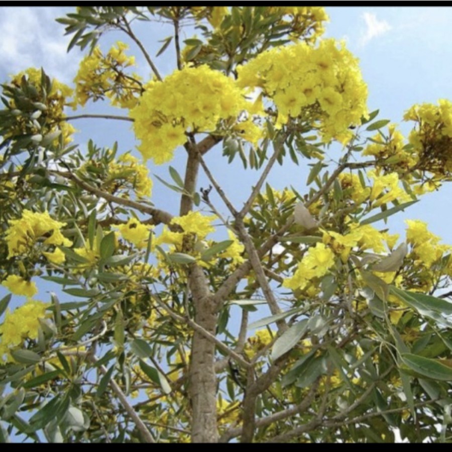Tanaman hias Tabebuya Kuning // Tabebuya Bunga Kuning