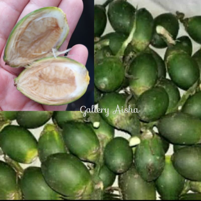 

pinang muda segar 1 kg ,buah pinang muda atau jambe muda kualitas terbaik