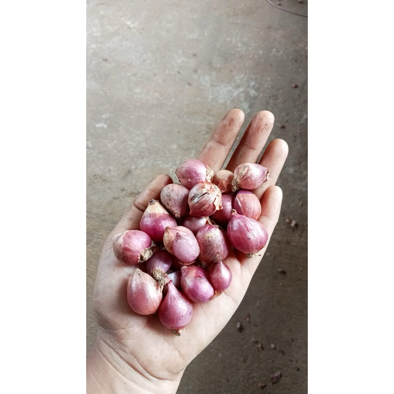 

bawang merah 10kg