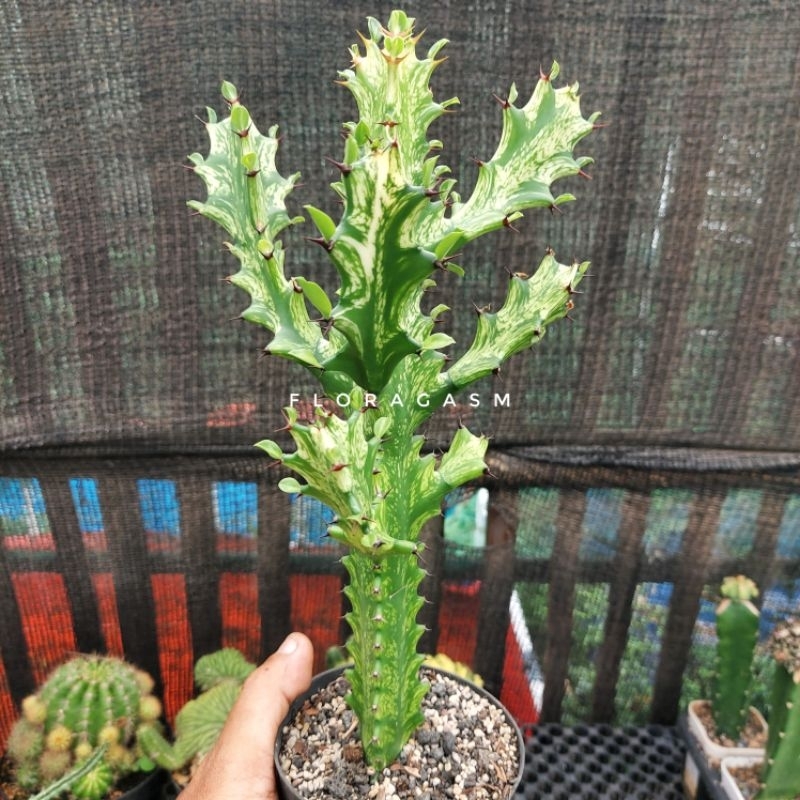 Euphorbia 'Mint Cream'