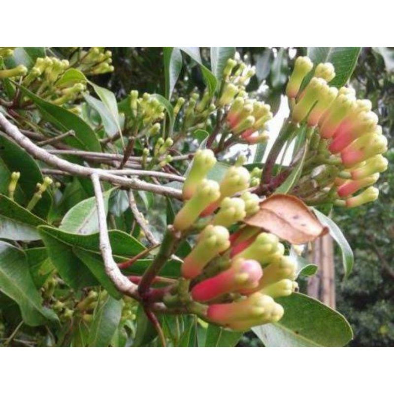 

Cengkeh kering