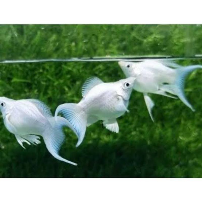 ikan MOLLY PLATINUM CAWANG BALON JUMBO KHUSUS INSTANT
