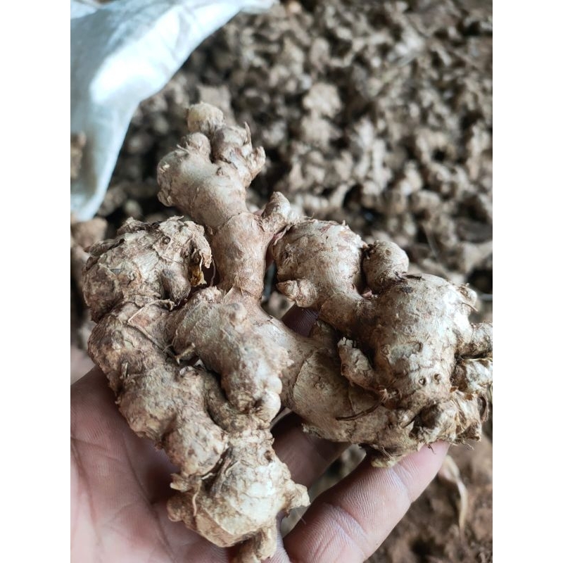 

jahe emprit segar cuci bersih