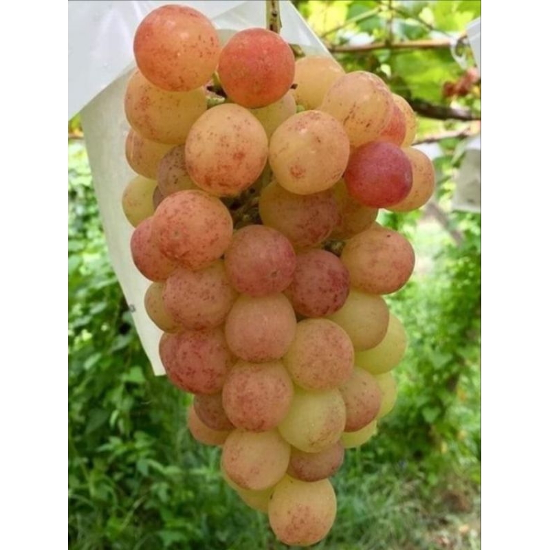 

anggur import varian livia