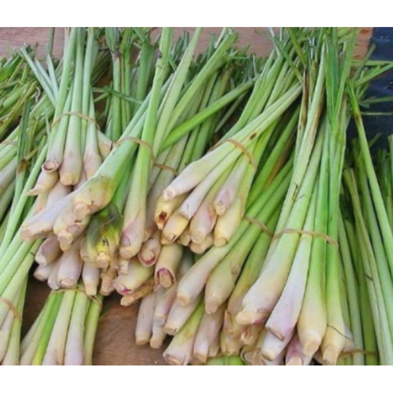 

Daun Serai Dapur (Cymbopogon citratus) 250g