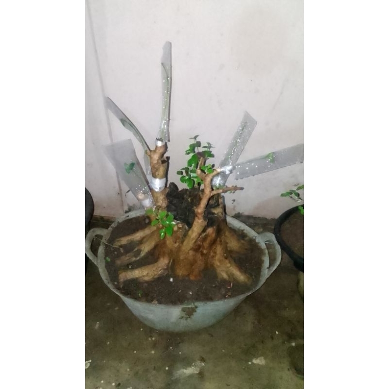 Bahan Bonsai Wacang Wahong Sambung Sancang Jumbo