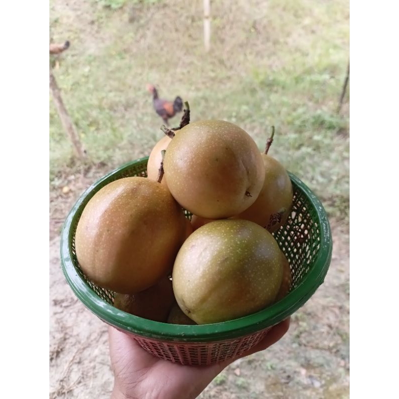 

Buah markisa segar hasil petik dari kebun ,1 kg dapat 10 buah