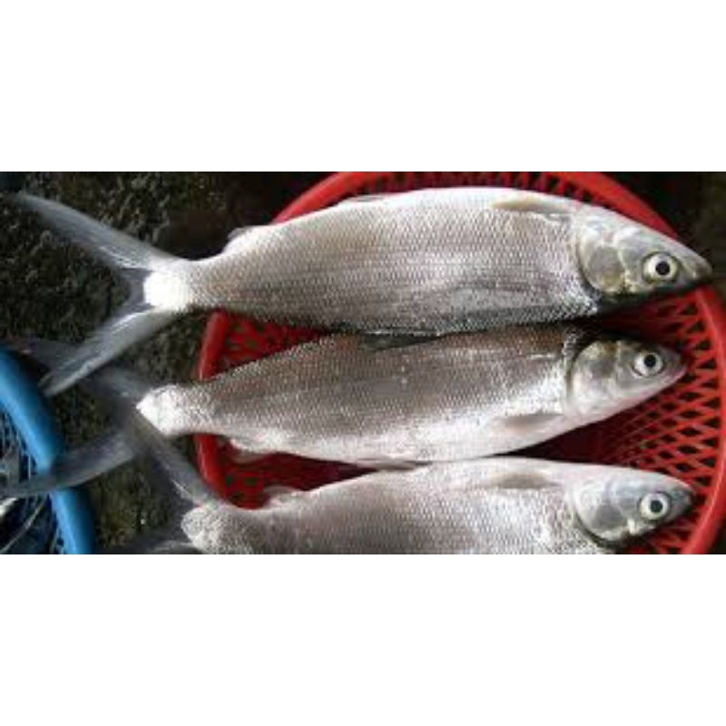 

ikan bandeng segar