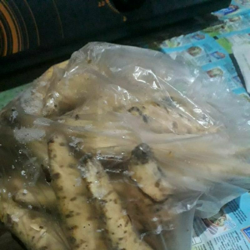 

ubi cilembu unyil