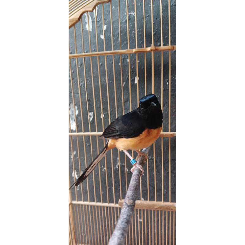 murai batu medan betina siapan
