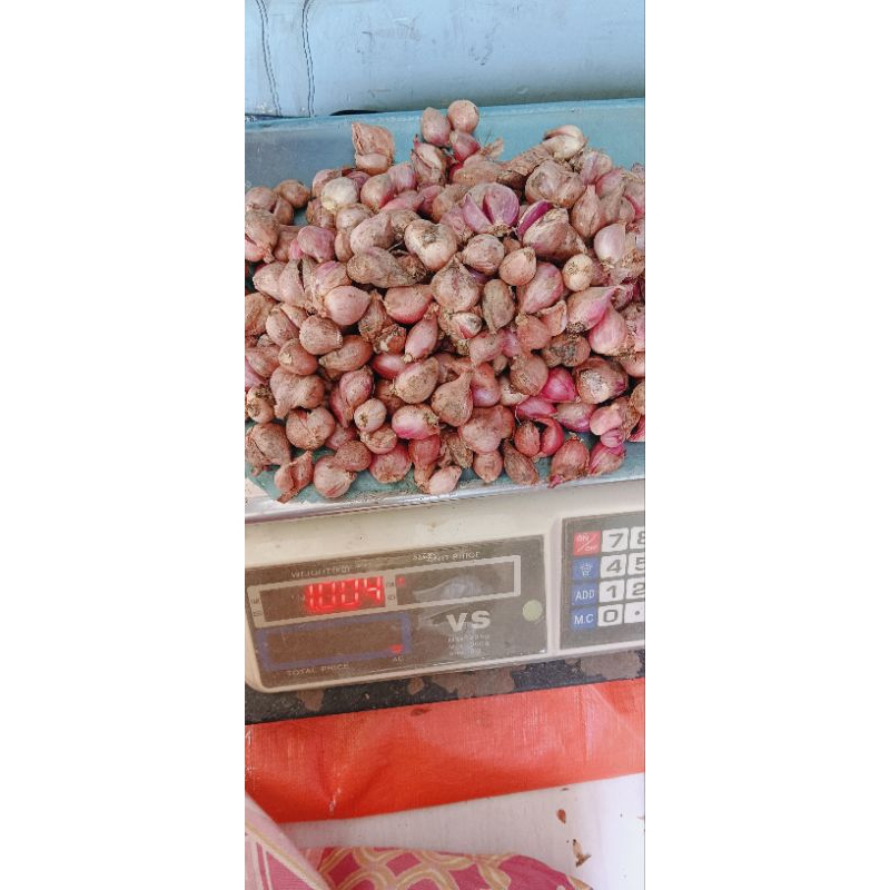 

bawang merah tanggung