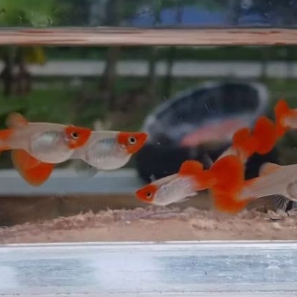 Hiasan akuarium guppy ss red koi