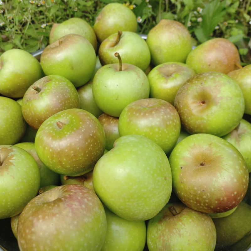 

Apel Manalagi Mini 1kg Batu Malang