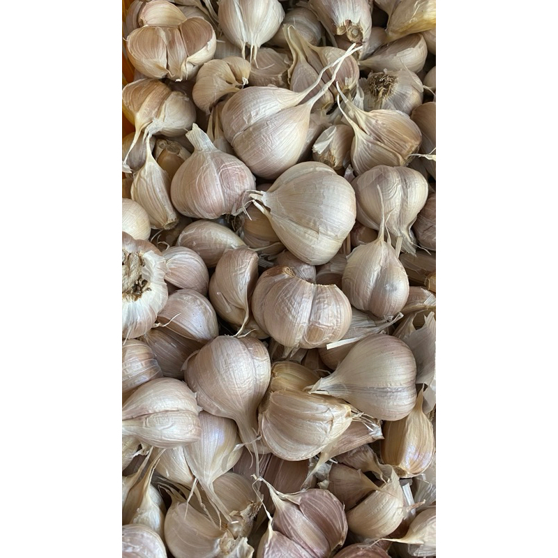 

Bawang Putih Cutting Kating Kering