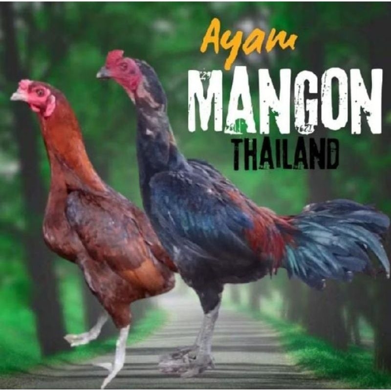 Telur tetas Ayam Mangon Thailand Fertil Ori siap untuk ditetaskan