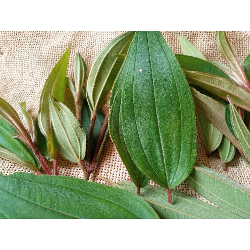 

350 gram daun senggani tanpa batang Fress per kemasan