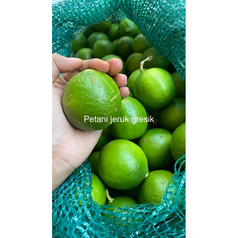 

jeruk nipis 1kg jumbo super | petik tiap hari | banyak air