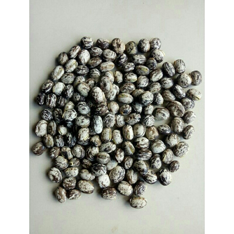 

Biji Benih koro benguk blirik 100gram kacang mucuna pruriens