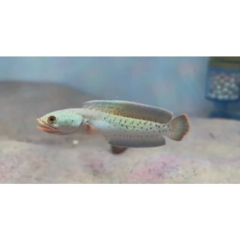 Auranti CB Wonosobo Size 4cm - 5cm±