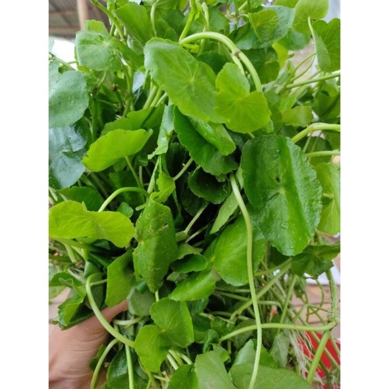 

daun antanan/pegagan 100lembar