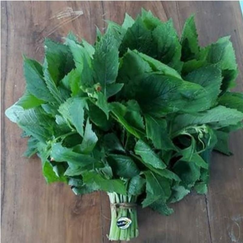 

daun sentrong segar