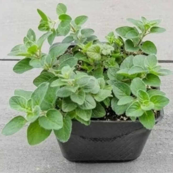 Tanaman Oregano - Tanaman Herbal - Tanaman Rempah - Tanaman Toga - Tanaman Bumbu - Tanaman Sayur - T