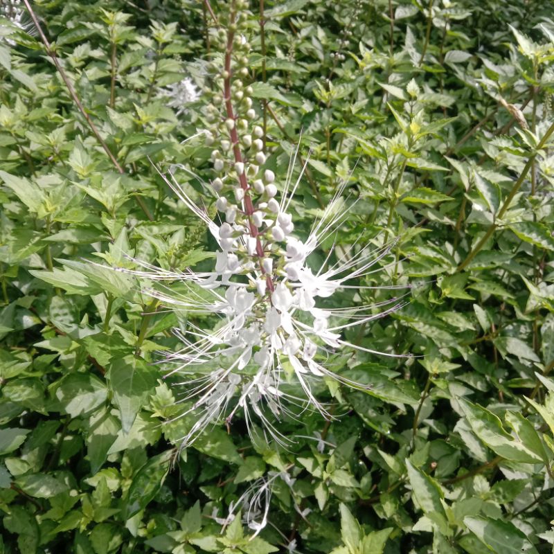 

Daun kumis kucing segar 100 gr alami order baru petik