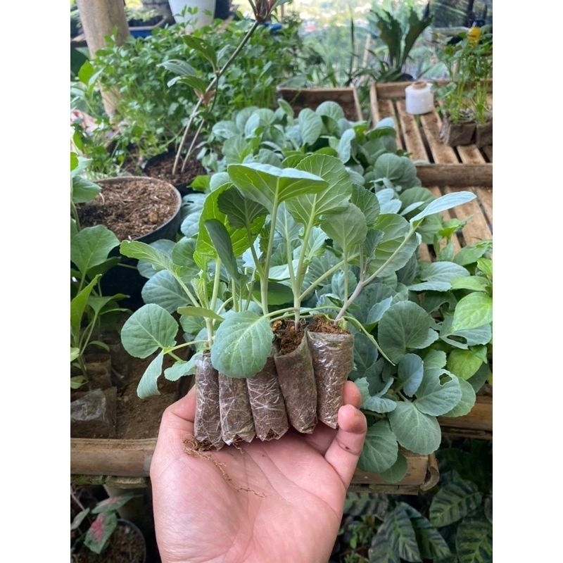 

KEBUN DIMAS bibit sayur kobis hidup siap tanam