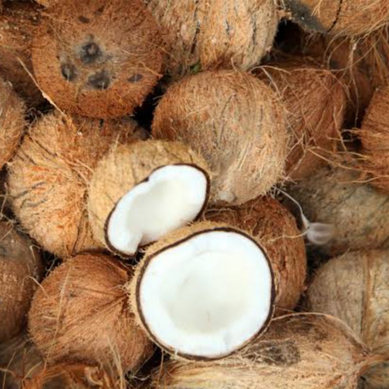 

Kelapa Tua Segar 1 Butir Utuh Free Ongkir