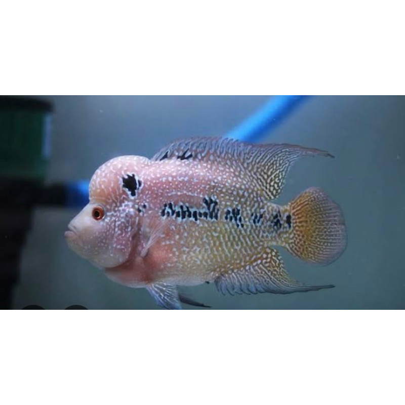 koleksi cencu x cencu 4-7cm