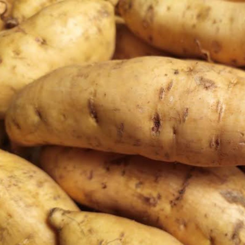 

Ubi Cilembu Manis Legit 1 Kg Free Ongkir