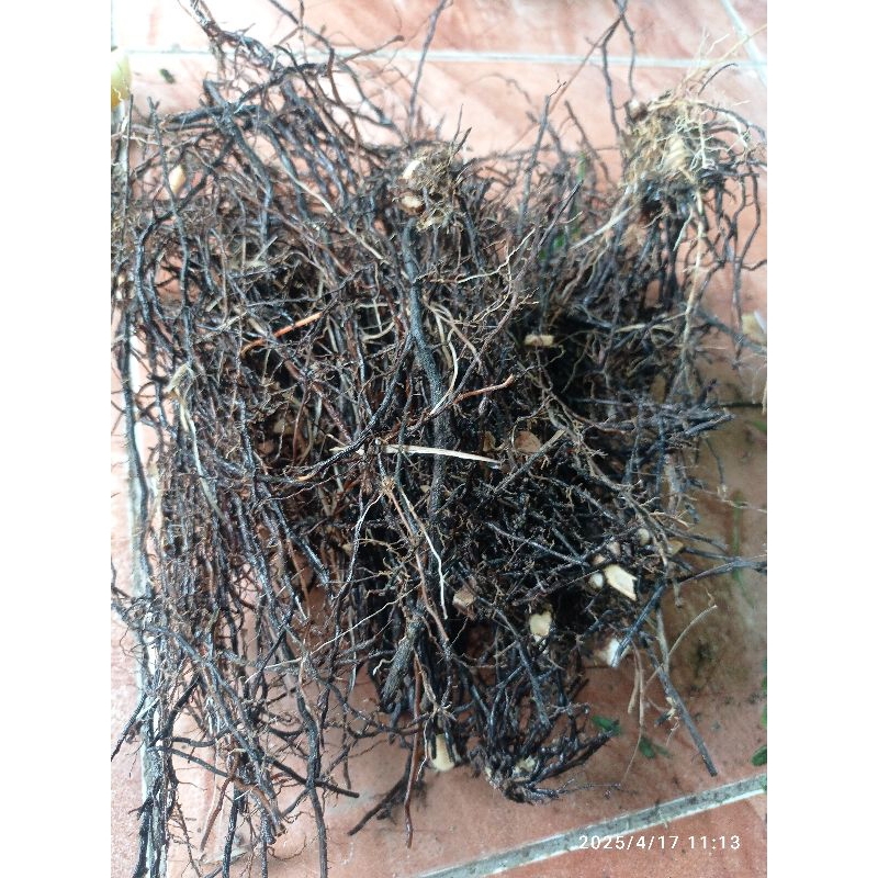 

Akar tebu hitam segar per250 gram