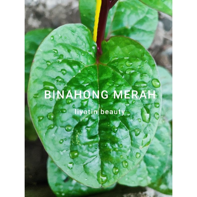 

Daun Binahong Merah Segar Daun Obat Alami