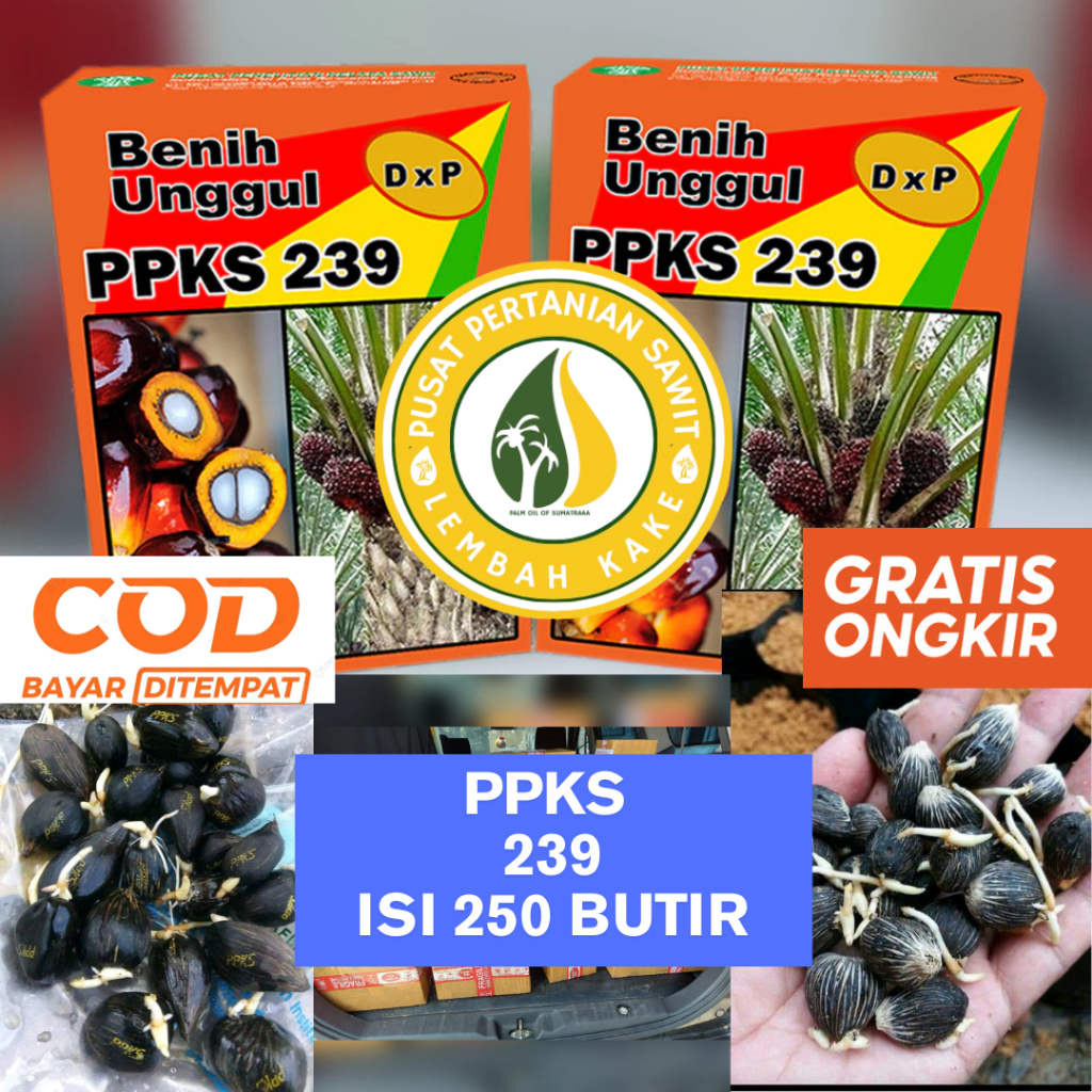 BENIH KECAMBAH KELAPA SAWIT PPKS 239