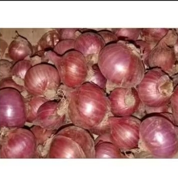 

Bawang Merah Demak Ukuran Sedang
