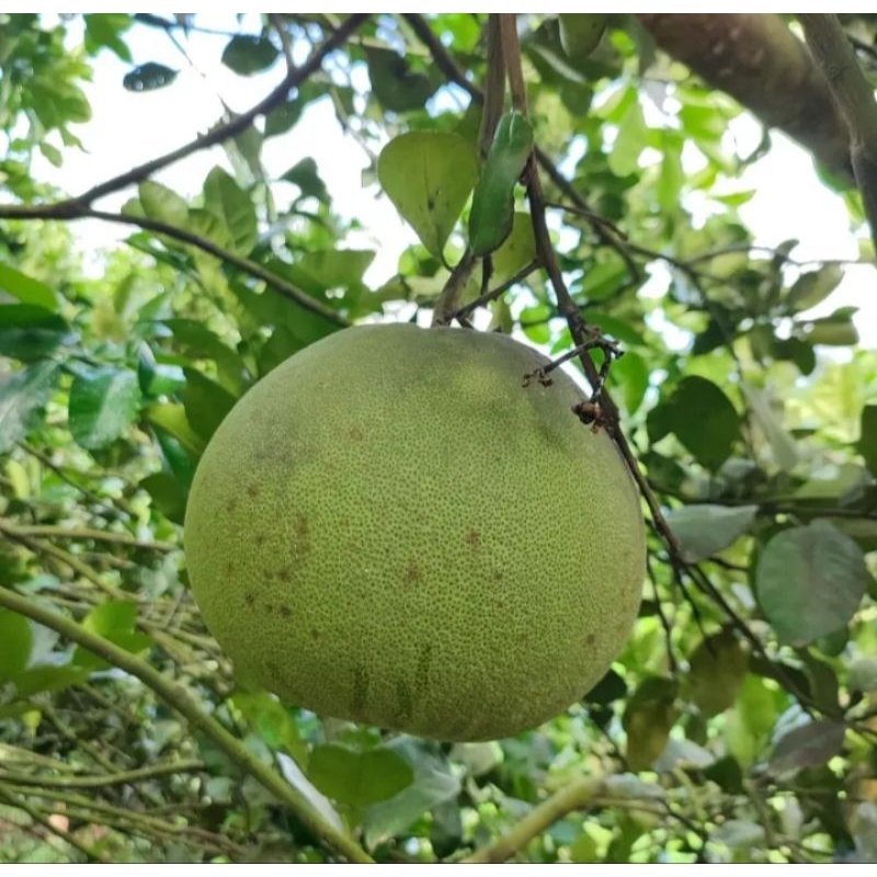 

jeruk pamelo madu muria ,fresh,jeruk,berat 1,1-1,2 manis bergaransi