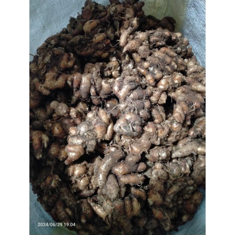 

Kencur 1kg murah, kencur murah,kencur pandeglang